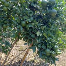 نارنگی ژاپنی