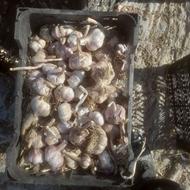 فروش سیر دشت مغان