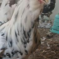 مرغ و خروس گلین