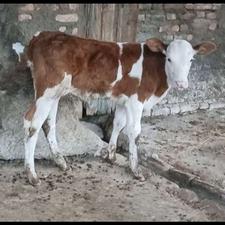 گوساله سیمینتال نر خوش خوراک