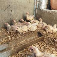 جوجه گوشتی مرغ