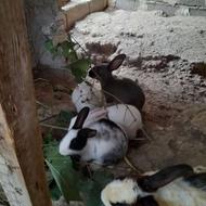 خرگوش رنگ بو رنگ