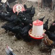 تخــم مرغ نـطفـه دار نـژاد مـــرنــدی