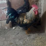 خروس محلی روستایی