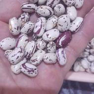 لوبیا چیتی درجه یک