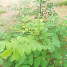 گوشی آیفون ایکس حافظ 128 20 تا 25