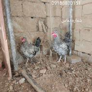 خروس امروک سلطان