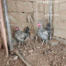 خروس امروک سلطان