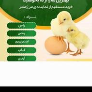 استخدام کارگر ماهر مرغداری