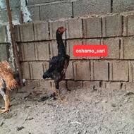 خروس و مرغ اوشامو ( دو عدد جوجه مرغ 110 روزه )