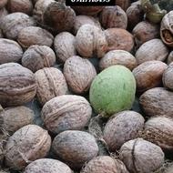 گردو تازه چین پوست کاغذی خشک موجود هست