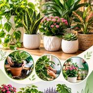 خدمات گل و گیاه در منزل