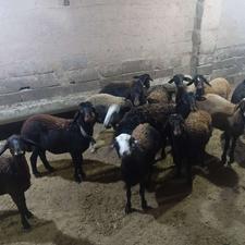 فروش 11راس طوقلی ماده قوچ خورده و پای قوچ مناسب داشت