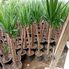 یوکا تنه دار