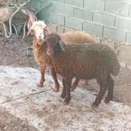 بره ریز پروار