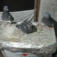 کبوتر جفت سبز با جوجه سالم پرشی