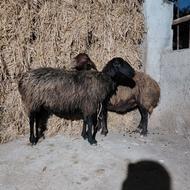 گوسفند آبستن شیر کر