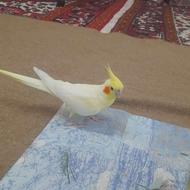 عروس هلندی