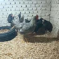 مرغ و خروس آمروک 6 عدد