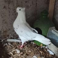 کبوتر خال پیس کلاهدار ماده
