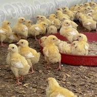 فروش جوجه یک روزه گوشتی پلاس