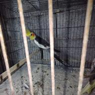 یک عدد طوطی عروس نر