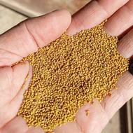 بذر یونجه قره یونجه (تپه رش)