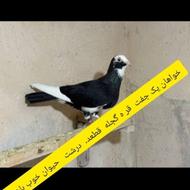 کبوتر قره گجله
