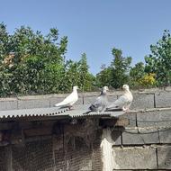 3 تا کفتر کبوتر کلاهدار سفید نر و دوتا جوجه 2 پری کاملا سالم