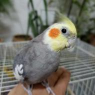 عروس هلندی بالغ خانگی هم جمله و کلمه میگه