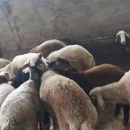 فروش چند راس بره جوان