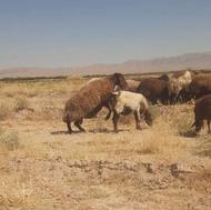 قوچ افشار اصیل