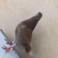 کبوتر نر پرشی