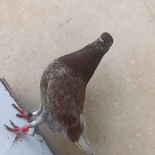 کبوتر نر پرشی