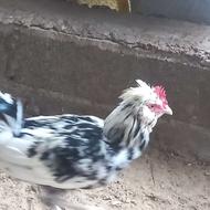 فروش جوجه گلین