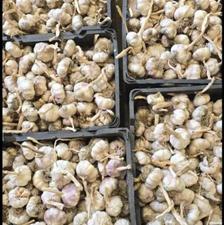 سیر مغان درجه یک