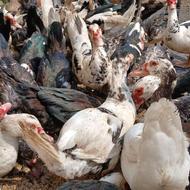 اردک اسرائیلی ارگانیک