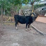 گاو دورگ بسیار تن دار قوار دار عالی برایه داشت ابستنی تضمین
