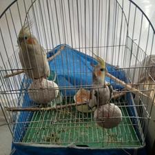 عروس هلندی جفت