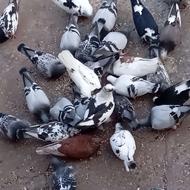 تعدادی کبوتر