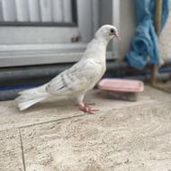 جوجه کبوتر پشت کاغذی