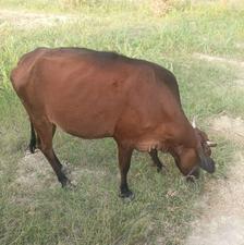 گاوه ماده شیری 5 ماه هست آپوسه