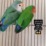 طوطی برزیلی