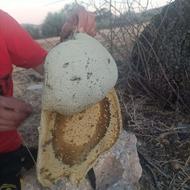فروش عسل کوهی