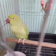 طوطی ملنگو ماده