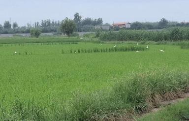 فروش زمین کشاورزی در متراژ مختلف