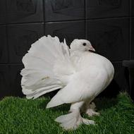 کبوتر نر دم چتری