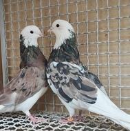 کبوتر شازده سرور وزرد کاکولی)پرش