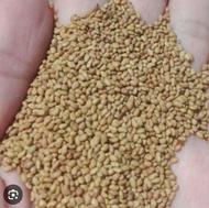 بذر یونجه درجه یک