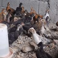 فروش جوجه محلی